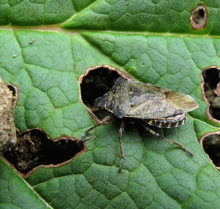 Troilo (Pentatomidae, Asopinae)